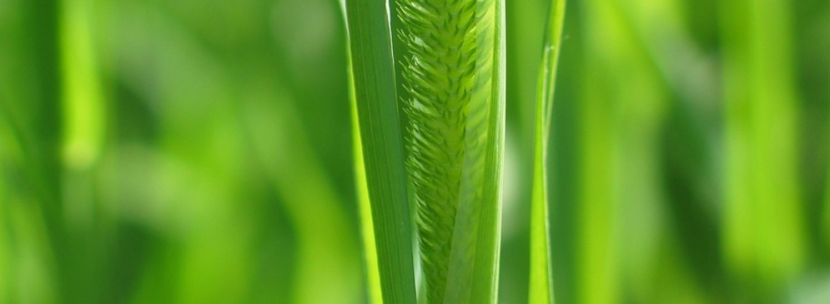 Marketing Strategies Online – What Pages Do I Need To Grow My Business?