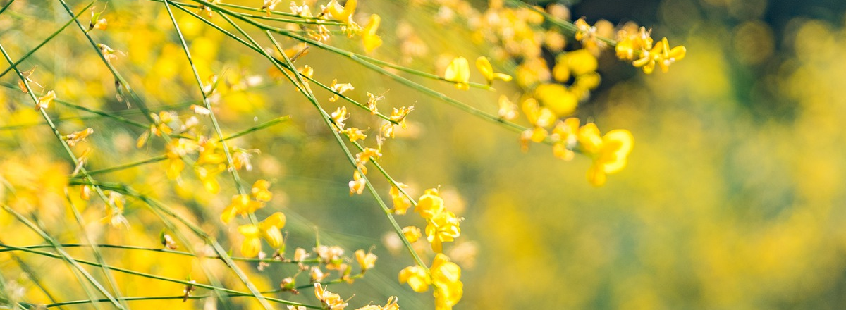 You paid… how much?