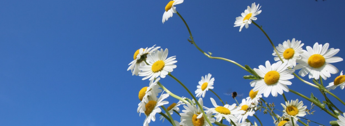 Mother Theresa – A True Example Of A Leading Authority