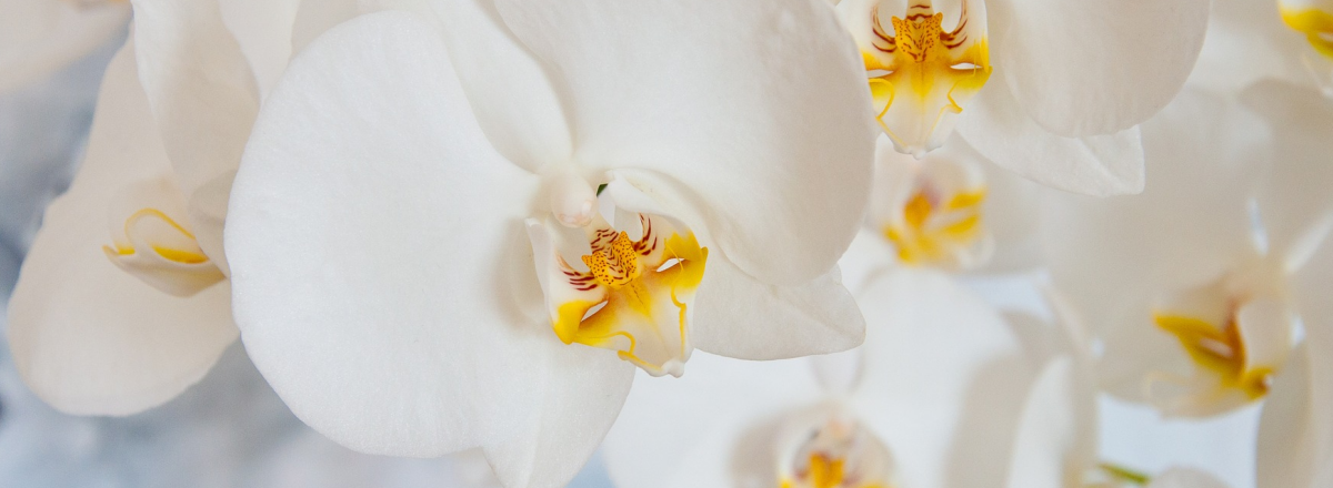 3 Secrets To Grow An Online Audience Of Paying Clients