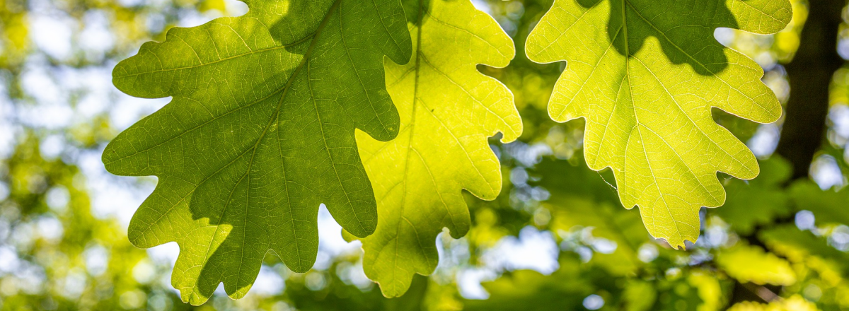 And The Best Performing Social Media Platforms For People Like Us Are…