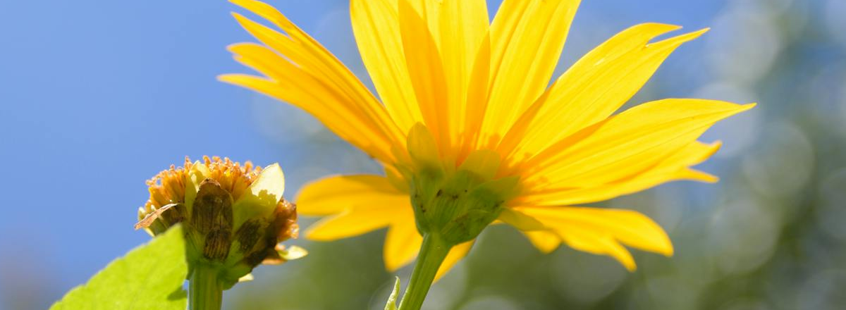 Business Growth Roadmap: The Right Strategies In The Right Order To Grow Your Coaching/Training/Consulting Business