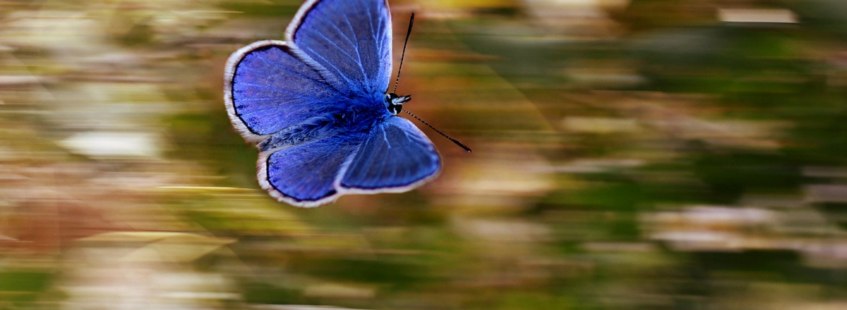 How To Create The Content For Your Book Fast