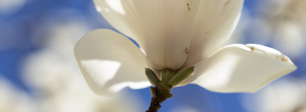 How To Start To Write A Book That Grows Your Business