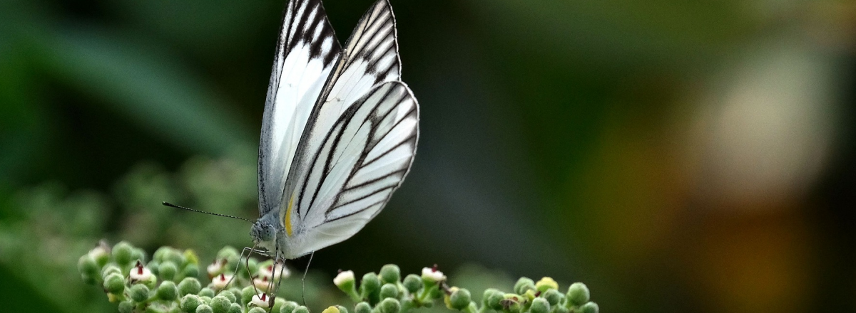 The 9 Minute Free Gift Formula