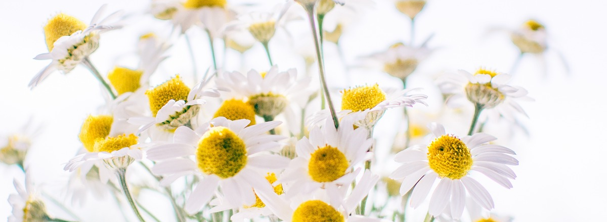 The Plan – Your Next Clients Online