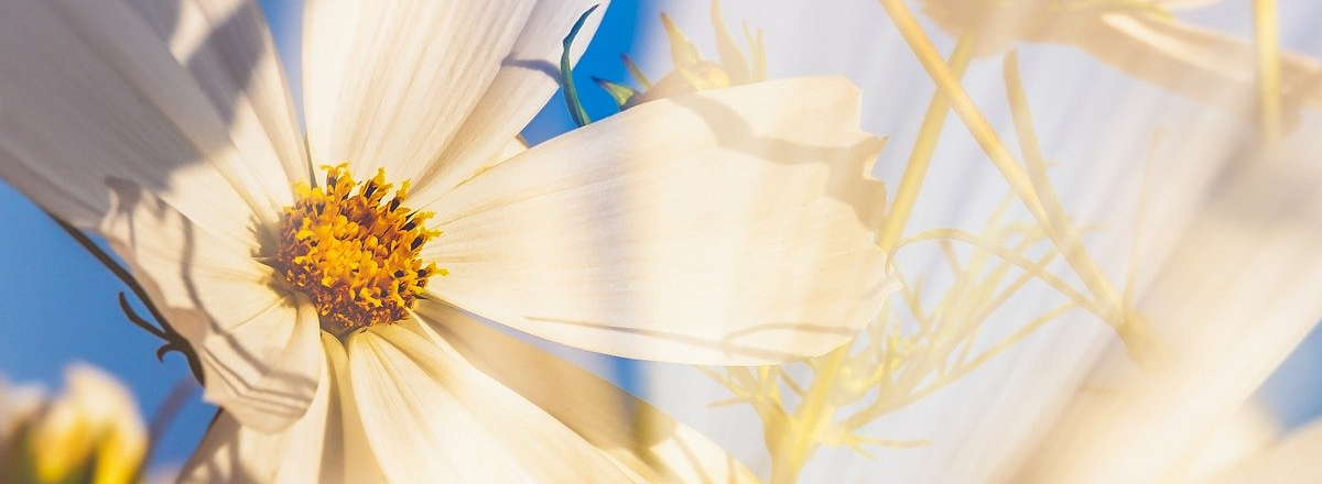 [Case Study] The Free Gift Formula To Attract Great Clients Online & Grow Your Email List Fast